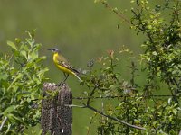 Motacilla flava 70, Gele kwikstaart, Saxifraga-Jan Nijendijk