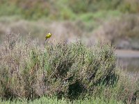 Motacilla flava cinereocapilla 74, Italiaanse kwikstaart, Saxifraga-Tom Heijnen