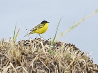 Motacilla flava ssp feldegg 81, Balkankwikstaart, Saxifraga-Tom Heijnen