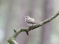 Muscicapa striata 22, Grauwe vliegenvanger, Saxifraga-Luuk Vermeer