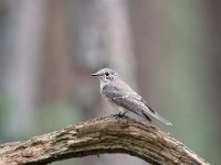 Muscicapa striata 32, Grauwe vliegenvanger, Saxifraga-Luuk Vermeer