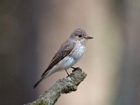 Muscicapa striata 37, Grauwe vliegenvanger, Saxifraga-Luuk Vermeer