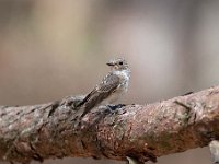 Muscicapa striata 42, Grauwe vliegenvanger, Saxifraga-Luuk Vermeer