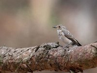 Muscicapa striata 46, Grauwe vliegenvanger, Saxifraga-Luuk Vermeer