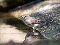 Muscicapa striata 47, Grauwe vliegenvanger, Saxifraga-Luuk Vermeer