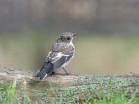 Muscicapa striata 53, Grauwe vliegenvanger, Saxifraga-Luuk Vermeer