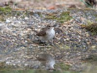 Muscicapa striata 57, Grauwe vliegenvanger, Saxifraga-Luuk Vermeer