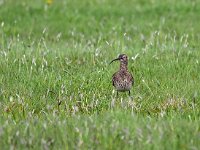 Numenius phaeopus 10, Regenwulp, Saxifraga-Hans Dekker