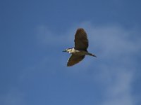 Nycticorax nycticorax 31, Kwak, Saxifraga-Dirk Hilbers