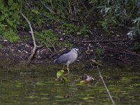 Nycticorax nycticorax 39, Kwak, Saxifraga-Jan Nijendijk