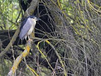 Nycticorax nycticorax 45, Kwak, Saxifraga-Tom Heijnen