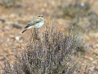 Oenanthe deserti 17, Woestijntapuit, Saxifraga-Tom Heijnen