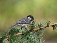 Parus major 101, Koolmees, Saxifraga-Luuk Vermeer