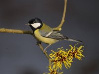 Parus major 103, Koolmees, Saxifraga-Luuk Vermeer