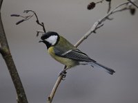 Parus major 105, Koolmees, Saxifraga-Luuk Vermeer