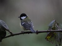 Parus major 107, Koolmees, Saxifraga-Luuk Vermeer