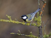 Parus major 110, Koolmees, Saxifraga-Luuk Vermeer