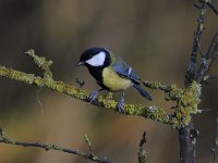 Parus major 113, Koolmees, Saxifraga-Luuk Vermeer