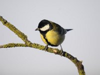 Parus major 114, Koolmees, Saxifraga-Luuk Vermeer