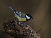 Parus major 116, Koolmees, Saxifraga-Luuk Vermeer