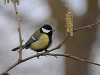 Parus major 121, Koolmees, Saxifraga-Luuk Vermeer