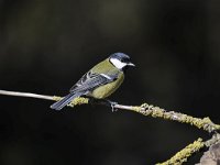 Parus major 122, Koolmees, Saxifraga-Luuk Vermeer