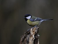 Parus major 132, Koolmees, Saxifraga-Luuk Vermeer