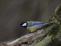 Parus major 133, Koolmees, Saxifraga-Luuk Vermeer