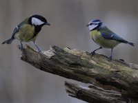 Parus major 137, Koolmees, Saxifraga-Luuk Vermeer