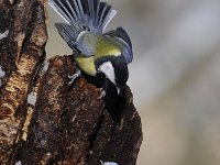 Parus major 139, Koolmees, Saxifraga-Luuk Vermeer