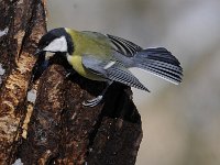 Parus major 140, Koolmees, Saxifraga-Luuk Vermeer