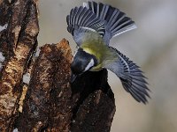 Parus major 141, Koolmees, Saxifraga-Luuk Vermeer