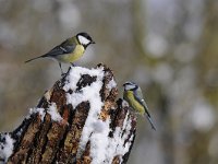 Parus major 143, Koolmees, Saxifraga-Luuk Vermeer