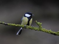 Parus major 144, Koolmees, Saxifraga-Luuk Vermeer