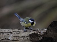 Parus major 150, Koolmees, Saxifraga-Luuk Vermeer