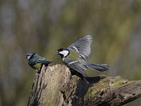 Parus major 151, Koolmees, Saxifraga-Luuk Vermeer