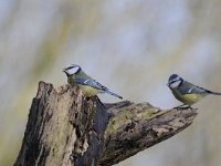 Parus major 156, Koolmees, Saxifraga-Luuk Vermeer