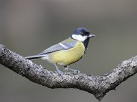 Parus major 157, Koolmees, Saxifraga-Luuk Vermeer