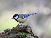 Parus major 164, Koolmees, Saxifraga-Luuk Vermeer