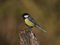 Parus major 166, Koolmees, Saxifraga-Luuk Vermeer