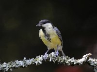 Parus major 167, Koolmees, Saxifraga-Luuk Vermeer