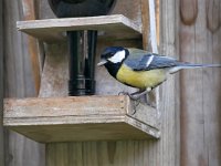 Parus major 174, Koolmees, Saxifraga-Tom Heijnen