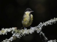 Parus major 62, Koolmees, Saxifraga-Luuk Vermeer