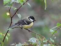 Parus major 70, Koolmees, Saxifraga-Luuk Vermeer