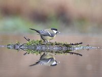 Parus major 73, Koolmees, Saxifraga-Luuk Vermeer