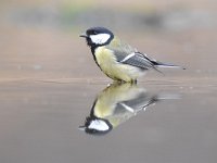 Parus major 75, Koolmees, Saxifraga-Luuk Vermeer