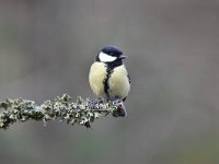 Parus major 78, Koolmees, Saxifraga-Luuk Vermeer