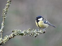 Parus major 79, Koolmees, Saxifraga-Luuk Vermeer