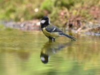 Parus major 84, Koolmees, Saxifraga-Luuk Vermeer