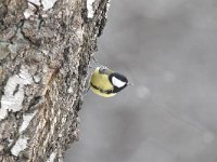 Parus major 86, Koolmees, Saxifraga-Luuk Vermeer